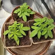 GMO x GG#4 by Blanco Genetix test 2/2
