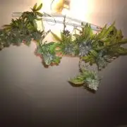 Shuga seed + Blimburn seed