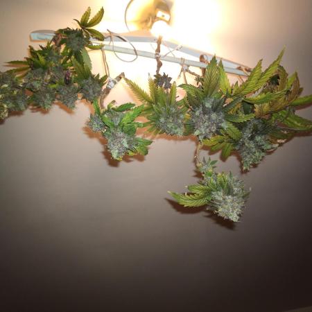 Shuga seed + Blimburn seed