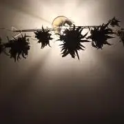 Shuga seed + Blimburn seed