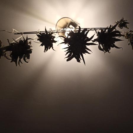 Shuga seed + Blimburn seed