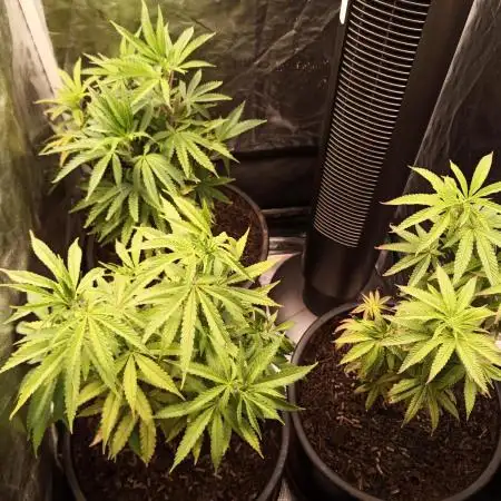 Shuga seed + Blimburn seed