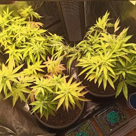 Shuga seed + Blimburn seed