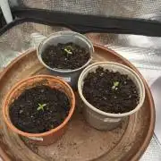 GMO x GG#4 by Blanco Genetix test 2/2