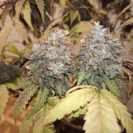 Annabelle's garden + Aristode seed co