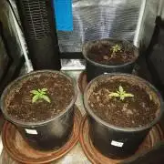 Ape origin + Diamonds river seeds +Kyoto