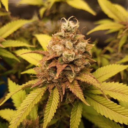 Annabelle's garden + Aristode seed co