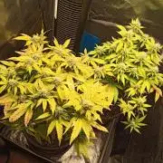 Annabelle's garden + Aristode seed co