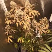 Ape origin + Diamonds river seeds +Kyoto