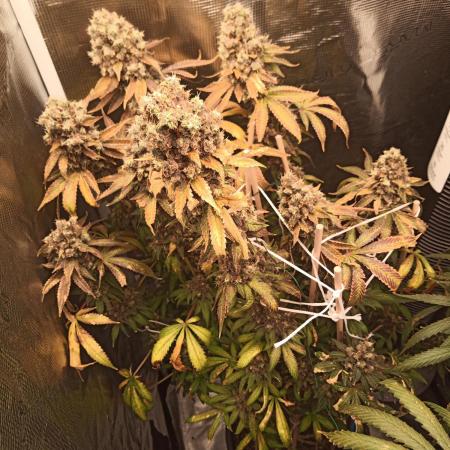 Ape origin + Diamonds river seeds +Kyoto