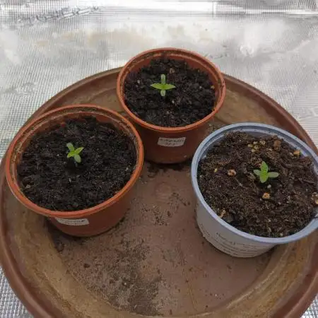 GMO x GG#4 by Blanco Genetix test 1/2