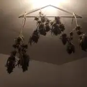 Shuga seed + Blimburn seed