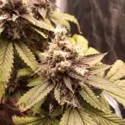 Shuga seed + Blimburn seed