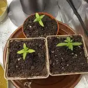 GMO x GG#4 by Blanco Genetix test 2/2