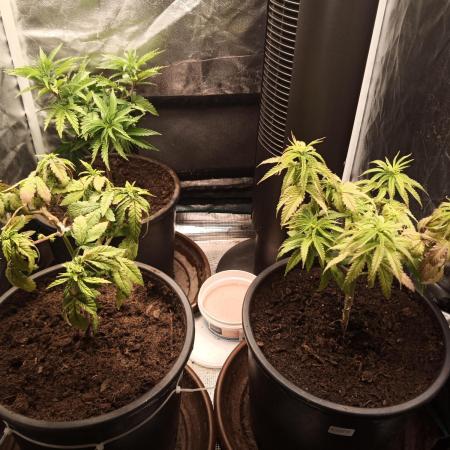 Aristode seed co + Shuga seed