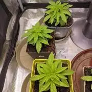 GMO x GG#4 by Blanco Genetix test 1/2