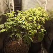 Annabelle's garden + Aristode seed co