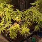 Shuga seed + Blimburn seed