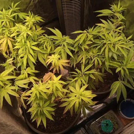 Shuga seed + Blimburn seed