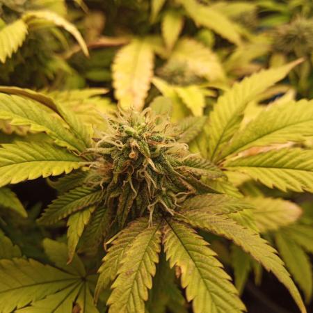 Annabelle's garden + Aristode seed co