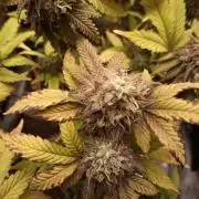 Annabelle's garden + Aristode seed co