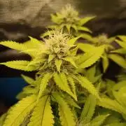 Annabelle's garden + Aristode seed co