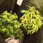 Annabelle's garden + Aristode seed co