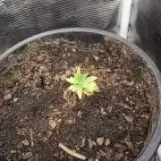 Ape origin + Diamonds river seeds +Kyoto