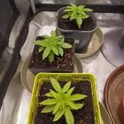 GMO x GG#4 by Blanco Genetix test 1/2