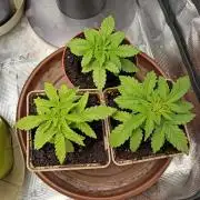GMO x GG#4 by Blanco Genetix test 2/2