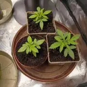 GMO x GG#4 by Blanco Genetix test 2/2