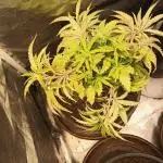 Shuga seed + Blimburn seed