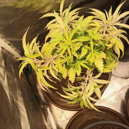 Shuga seed + Blimburn seed