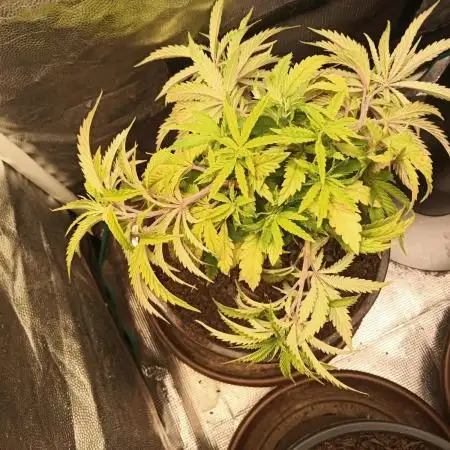 Shuga seed + Blimburn seed