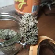 Shuga seed + Blimburn seed