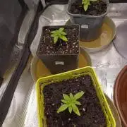 GMO x GG#4 by Blanco Genetix test 1/2