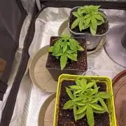 GMO x GG#4 by Blanco Genetix test 1/2