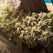 Kyoto and Raver waifu by shuga seed