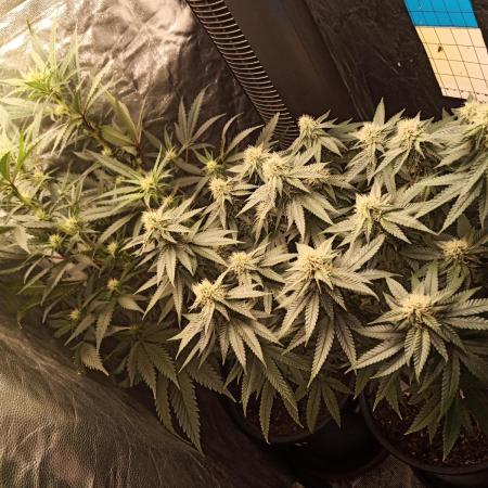 Kyoto and Raver waifu by shuga seed