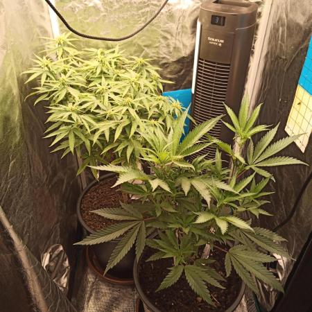 Kyoto and Raver waifu by shuga seed