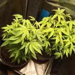 Annabelle's garden + Aristode seed co