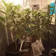 Kyoto and Raver waifu by shuga seed