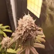 Shuga seed + Blimburn seed