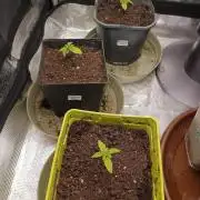 GMO x GG#4 by Blanco Genetix test 1/2