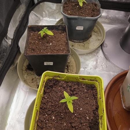 GMO x GG#4 by Blanco Genetix test 1/2