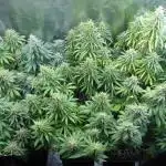 Doctor Seedsman CBD
