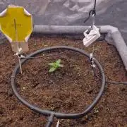 Purple Haze Auto 420 #2 Reloaded