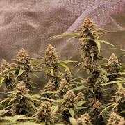 Purple Haze Auto 420, 290 G Harvest