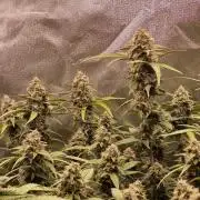 Purple Haze Auto 420, 290 G Harvest