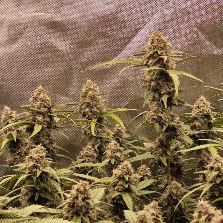 Purple Haze Auto 420, 290 G Harvest